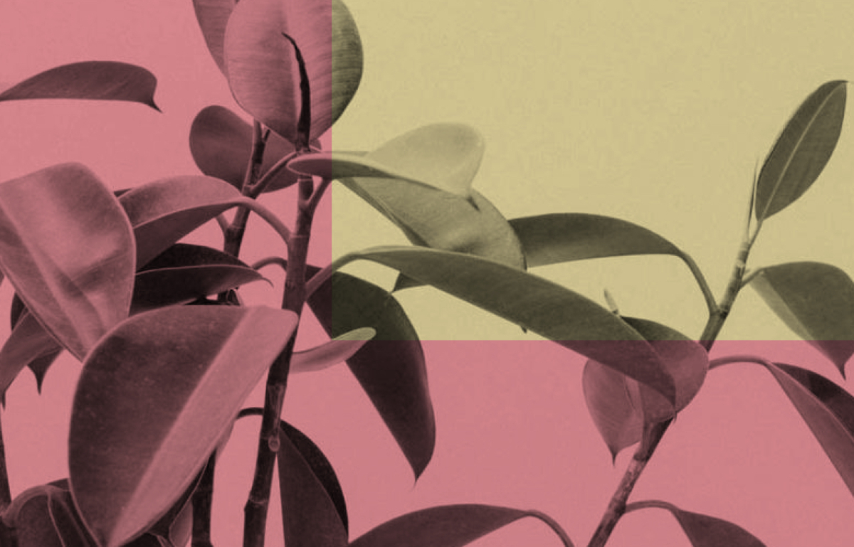 Abstract illustration, yellows and pinks with fica leaves.